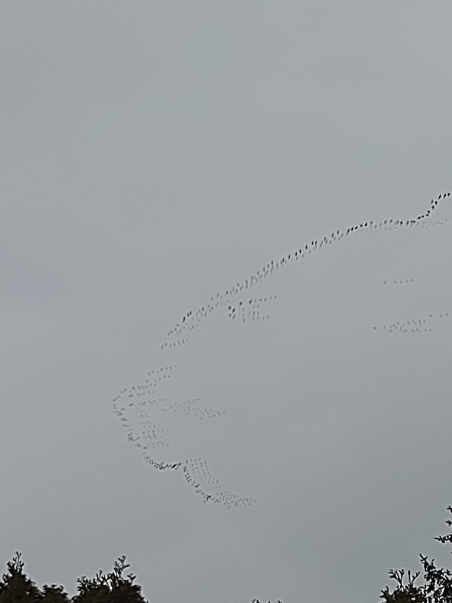 Greater White-fronted Goose - ML561917971