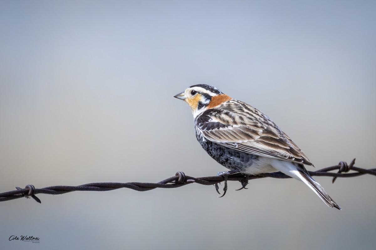 Chestnut-collared Longspur - ML561917991