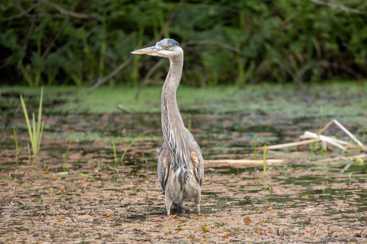 Great Blue Heron - ML561919711