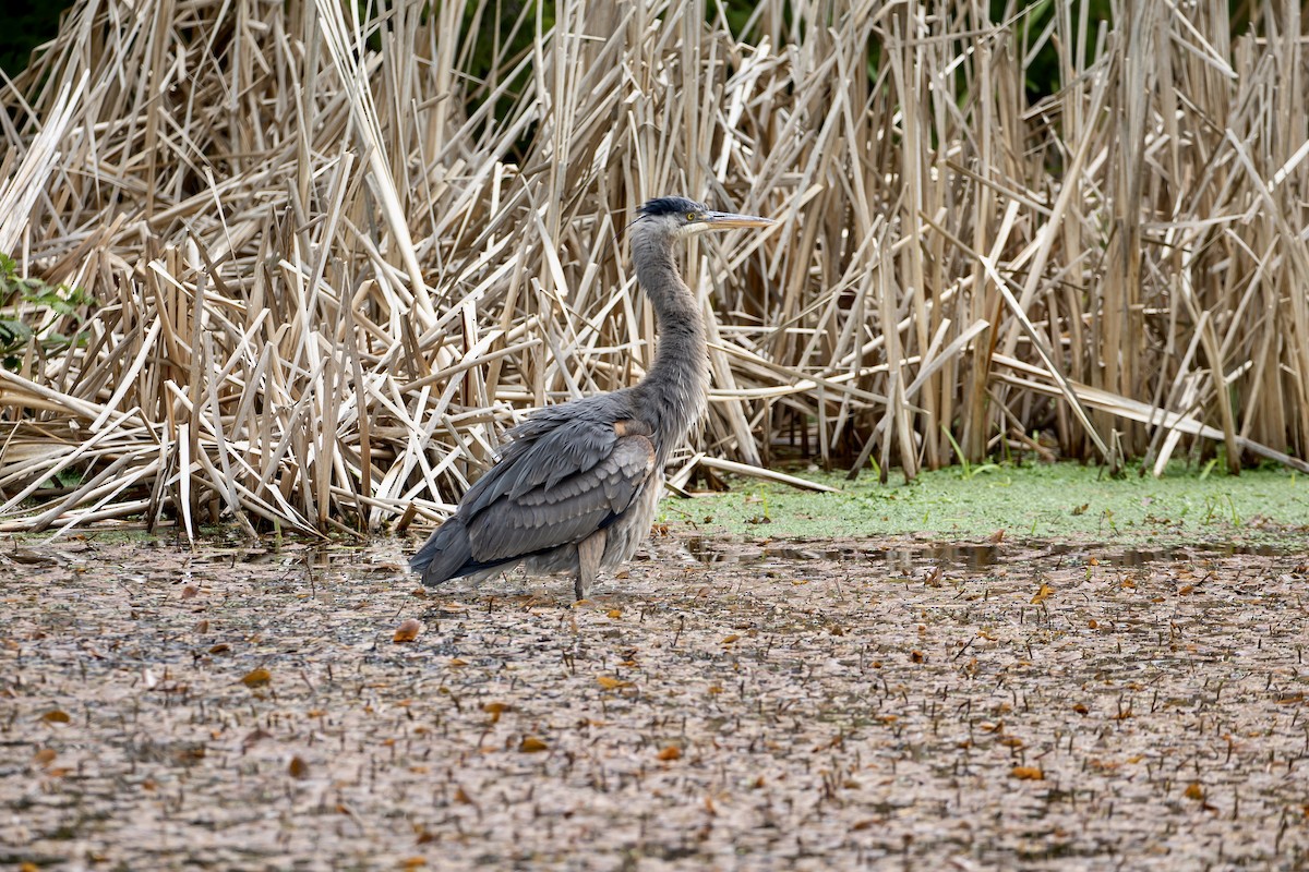 Great Blue Heron - ML561919731