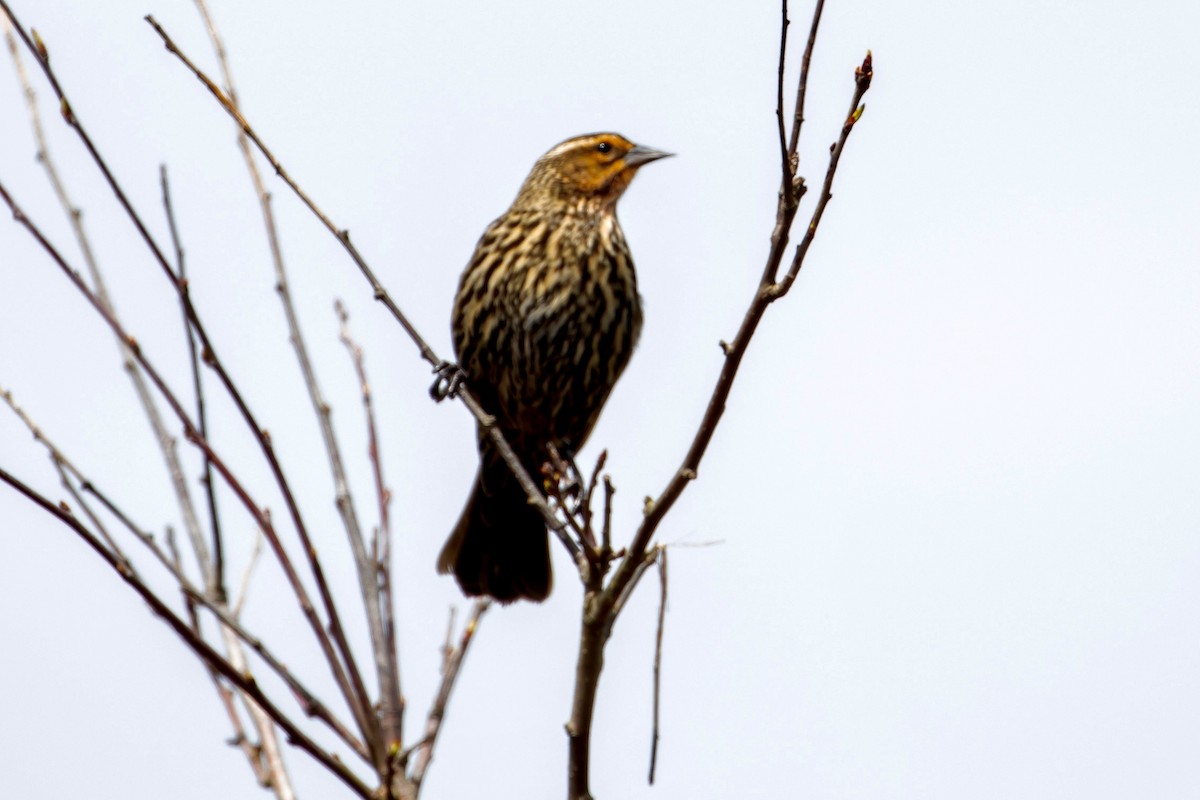 Red-winged Blackbird - ML561920391