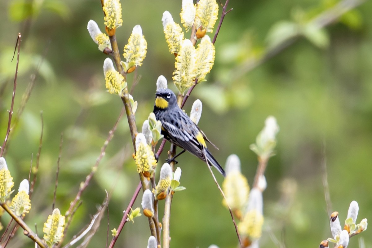 Yellow-rumped Warbler - ML561920681