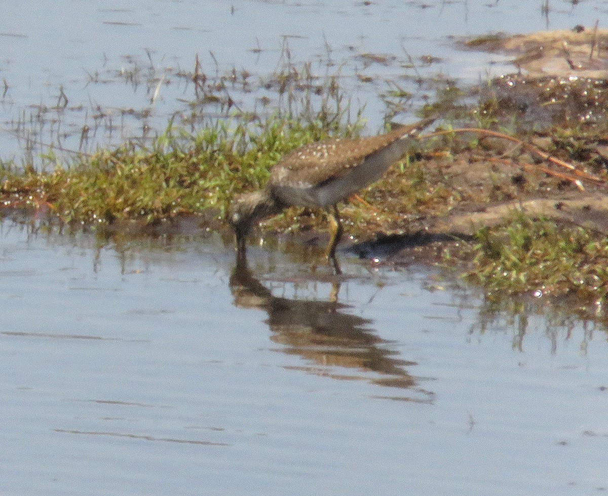 Solitary Sandpiper - Debbie Cusick