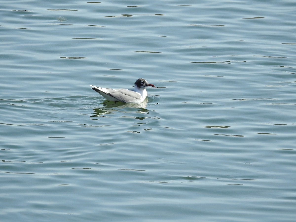 Franklin's Gull - ML561924941