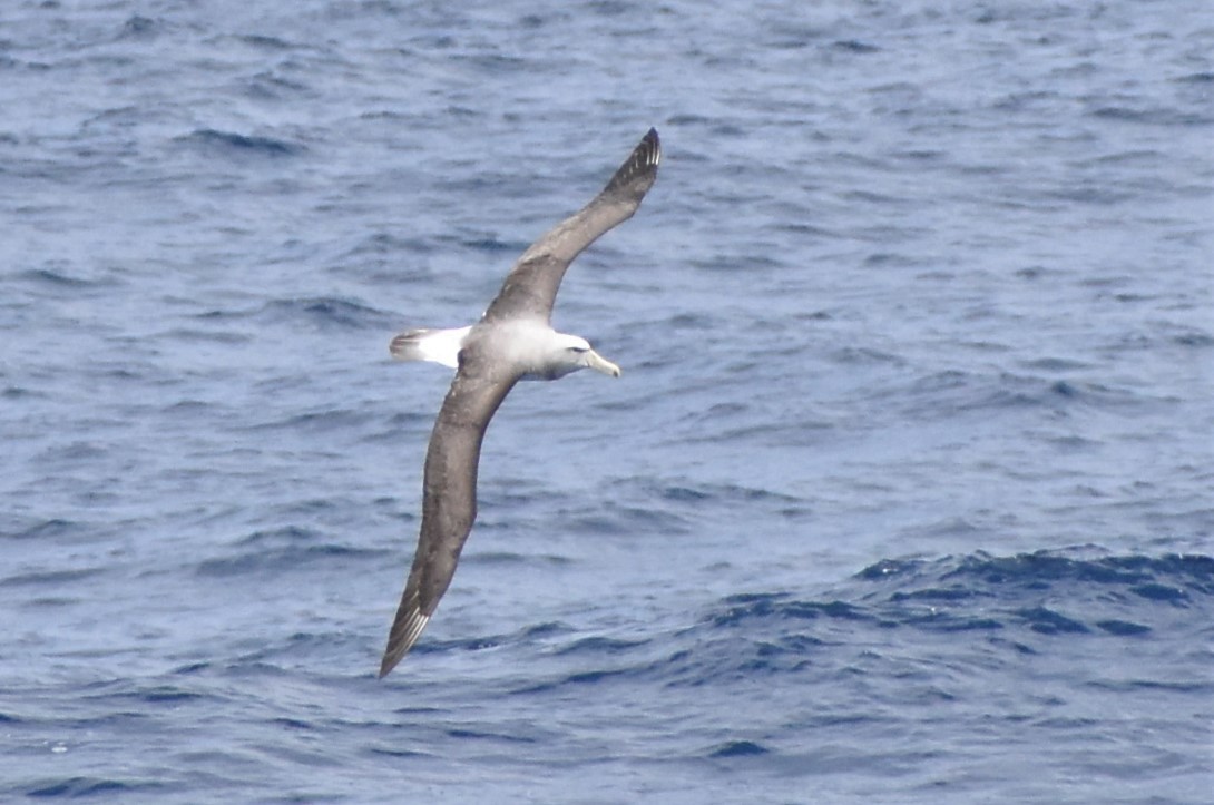 Salvin's Albatross - ML561925381