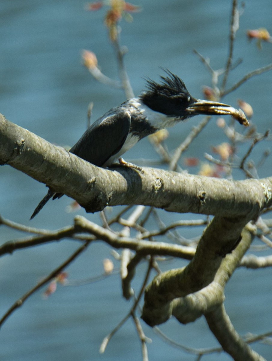 Belted Kingfisher - ML561925551