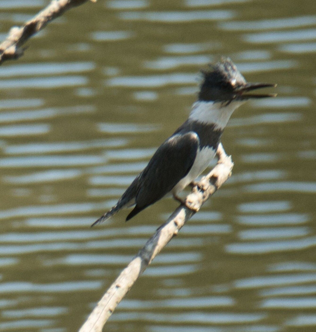 Belted Kingfisher - ML561925561