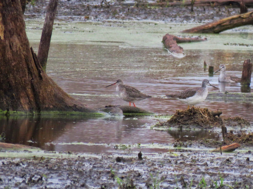 Spotted Redshank - ML561925791