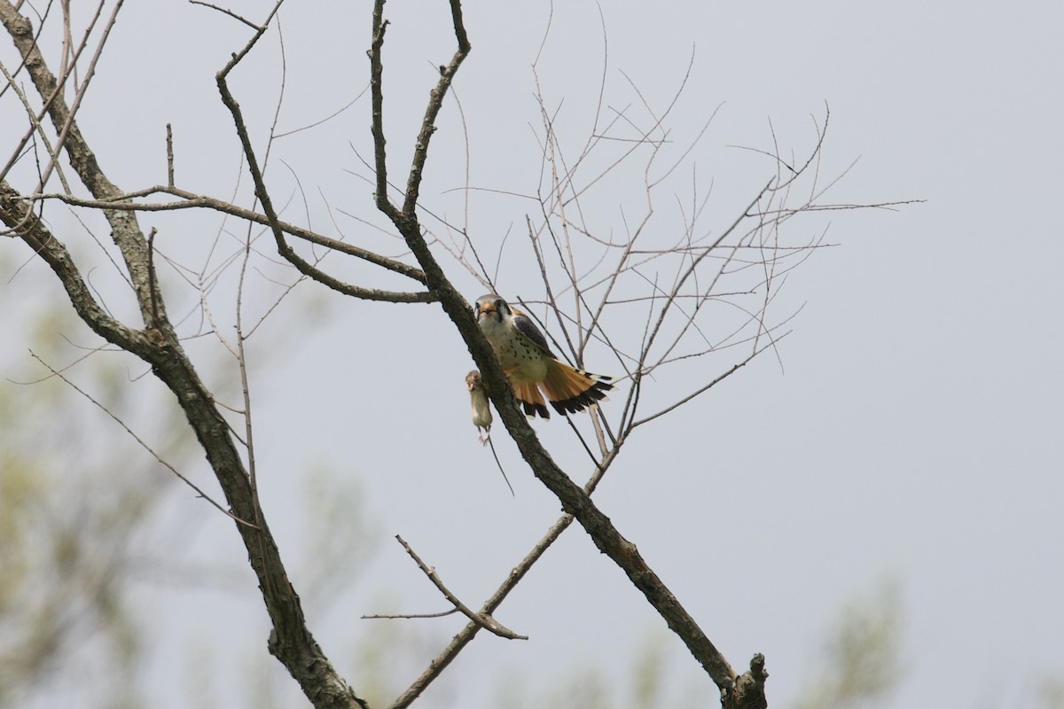 American Kestrel - ML561926951