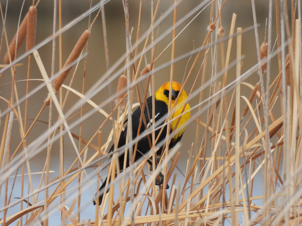 Yellow-headed Blackbird - ML561927331