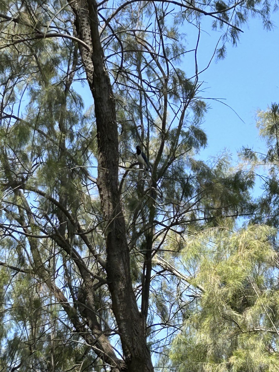 Schwarzkehl-Elsternhäher - ML561927381