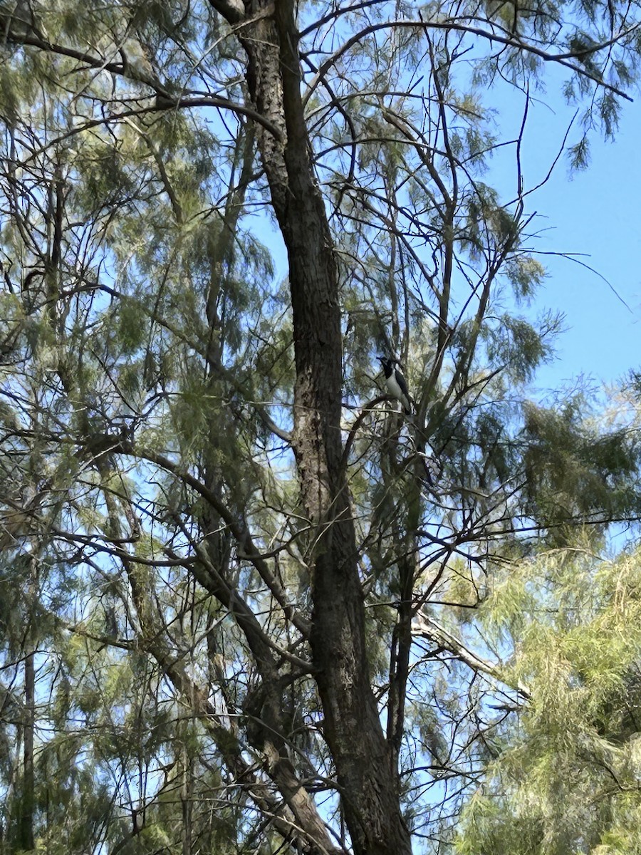 Schwarzkehl-Elsternhäher - ML561927391