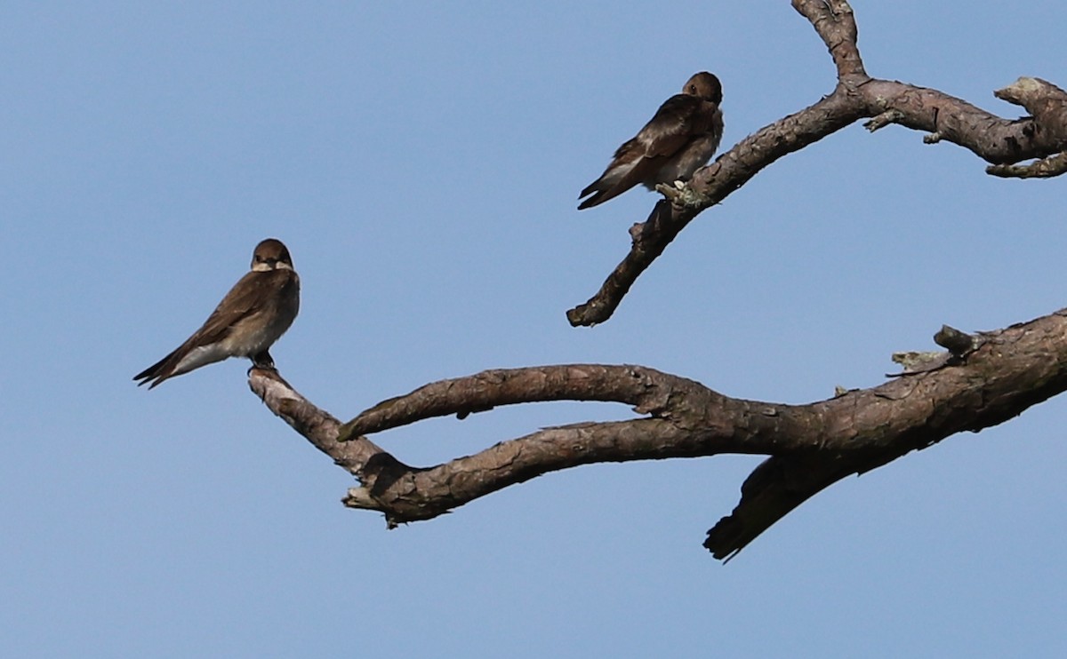 Northern Rough-winged Swallow - Rob Bielawski