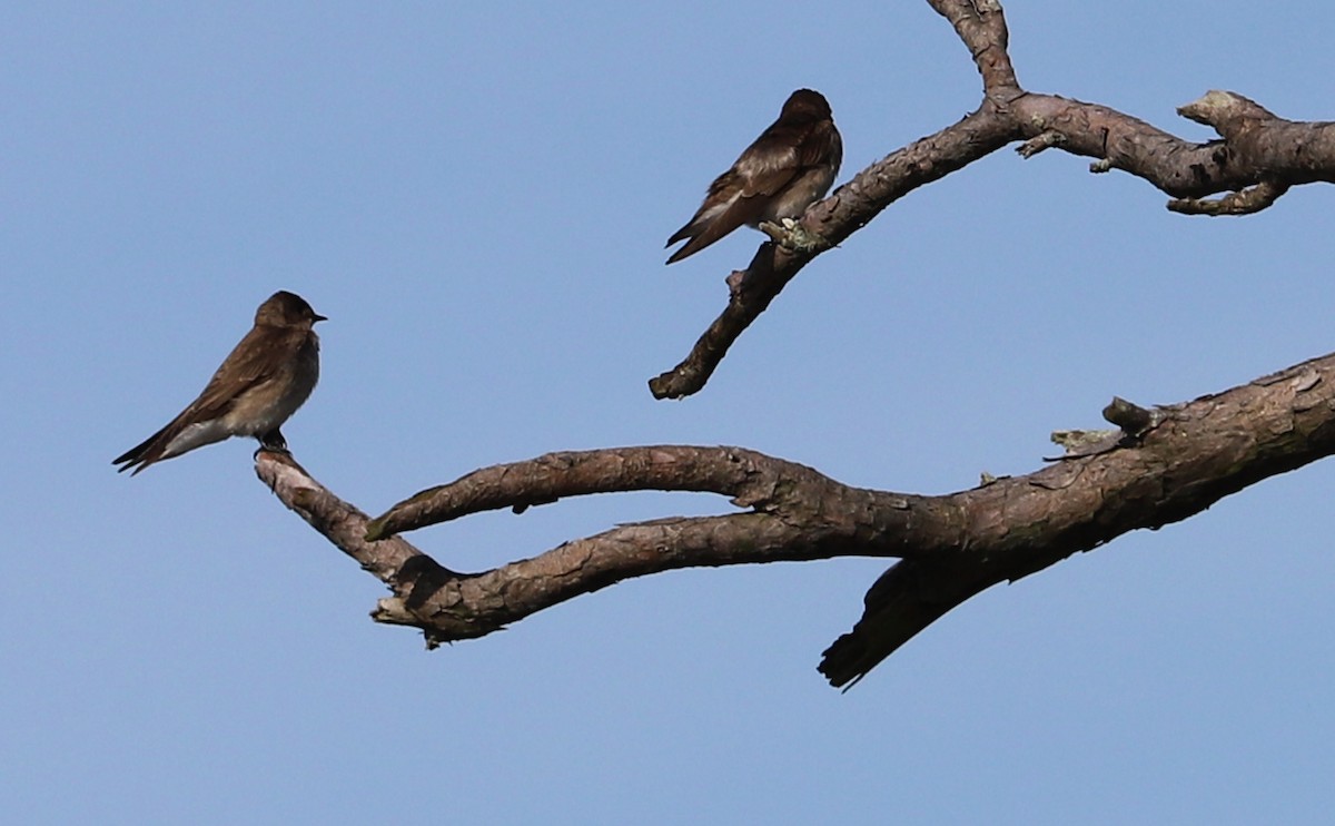 Northern Rough-winged Swallow - Rob Bielawski