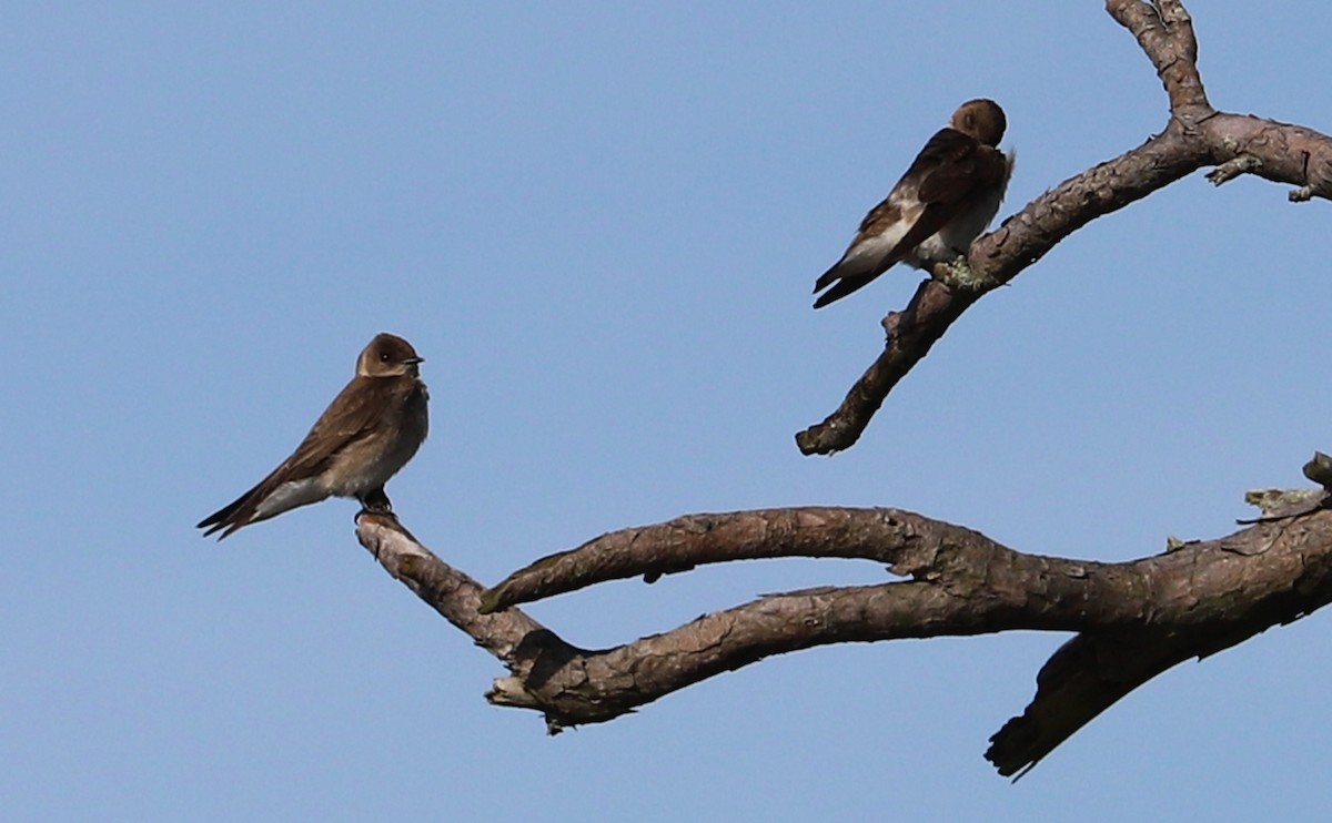 Northern Rough-winged Swallow - Rob Bielawski