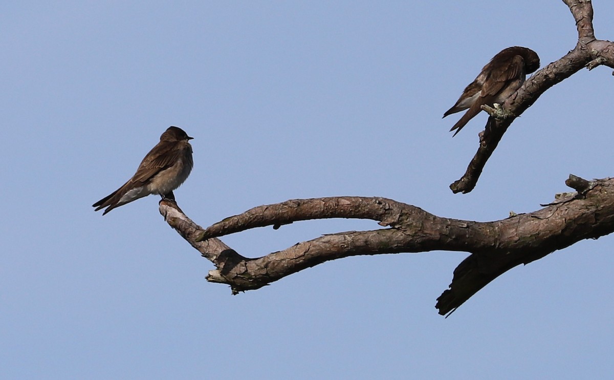 Northern Rough-winged Swallow - Rob Bielawski