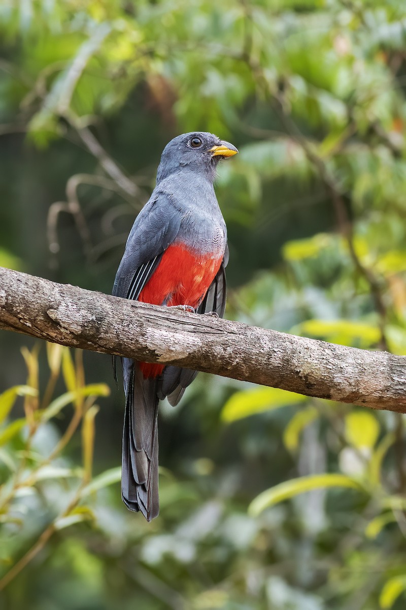 Black-tailed Trogon - Luiz Matos