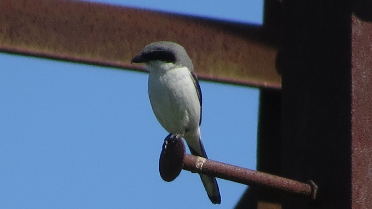 Loggerhead Shrike - ML561929501
