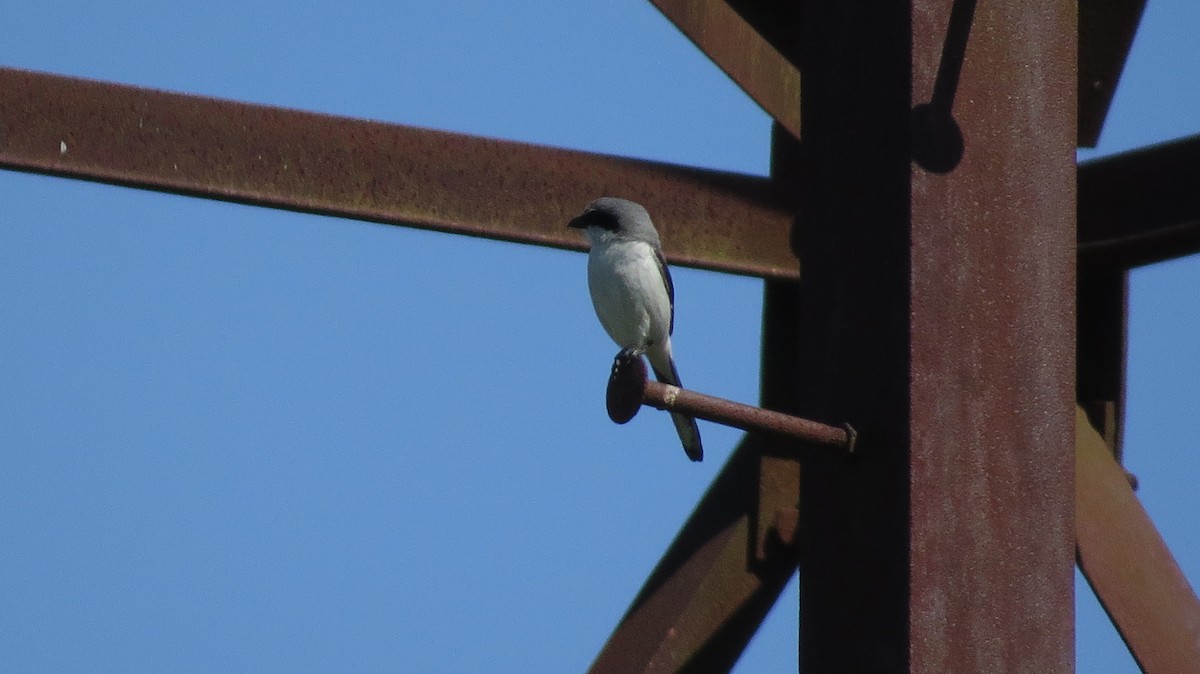 Loggerhead Shrike - ML561929511