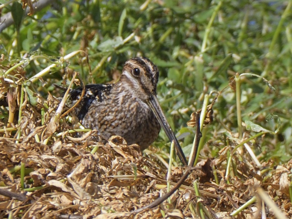 Wilson's Snipe - ML561930351