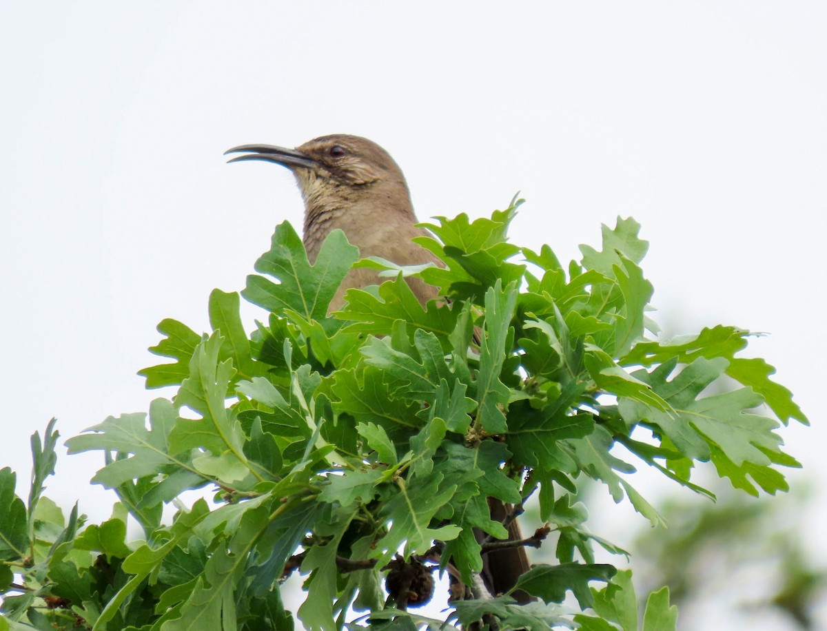 California Thrasher - ML561938061