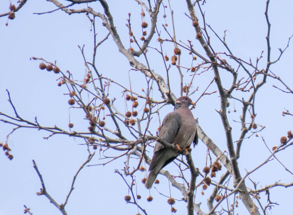 Band-tailed Pigeon - ML561938701