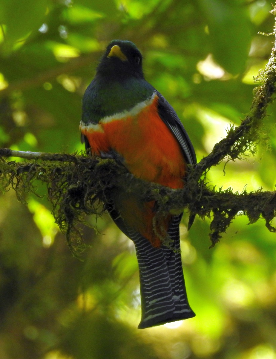 Halkalı Trogon (aurantiiventris/underwoodi) - ML561938751