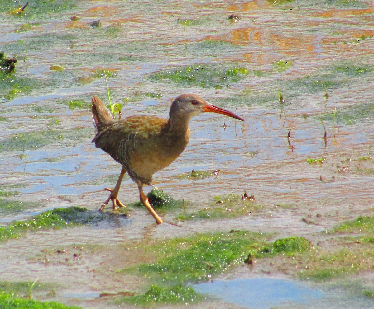 Clapper Rail - ML561938781