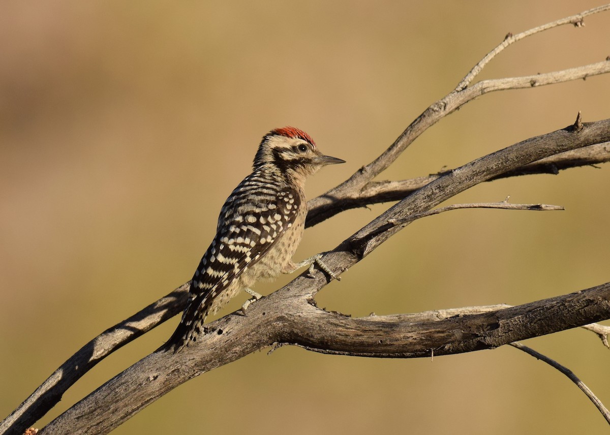 Ladder-backed Woodpecker - ML56193881