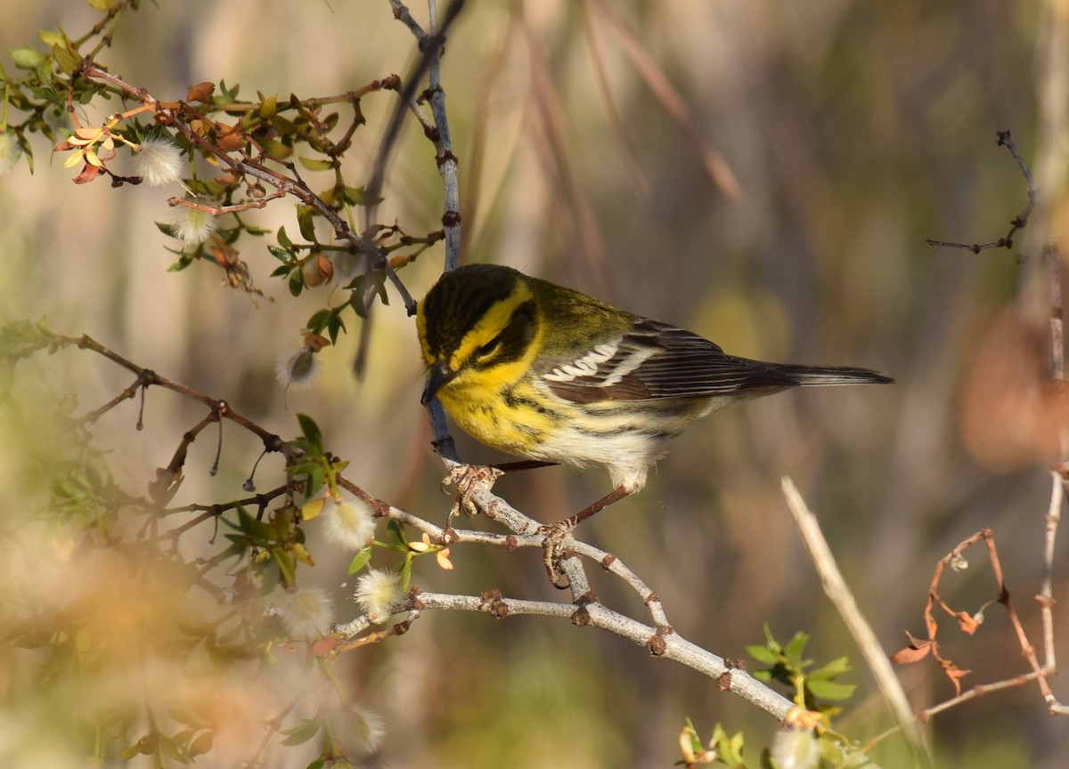 Townsend's Warbler - ML56193891