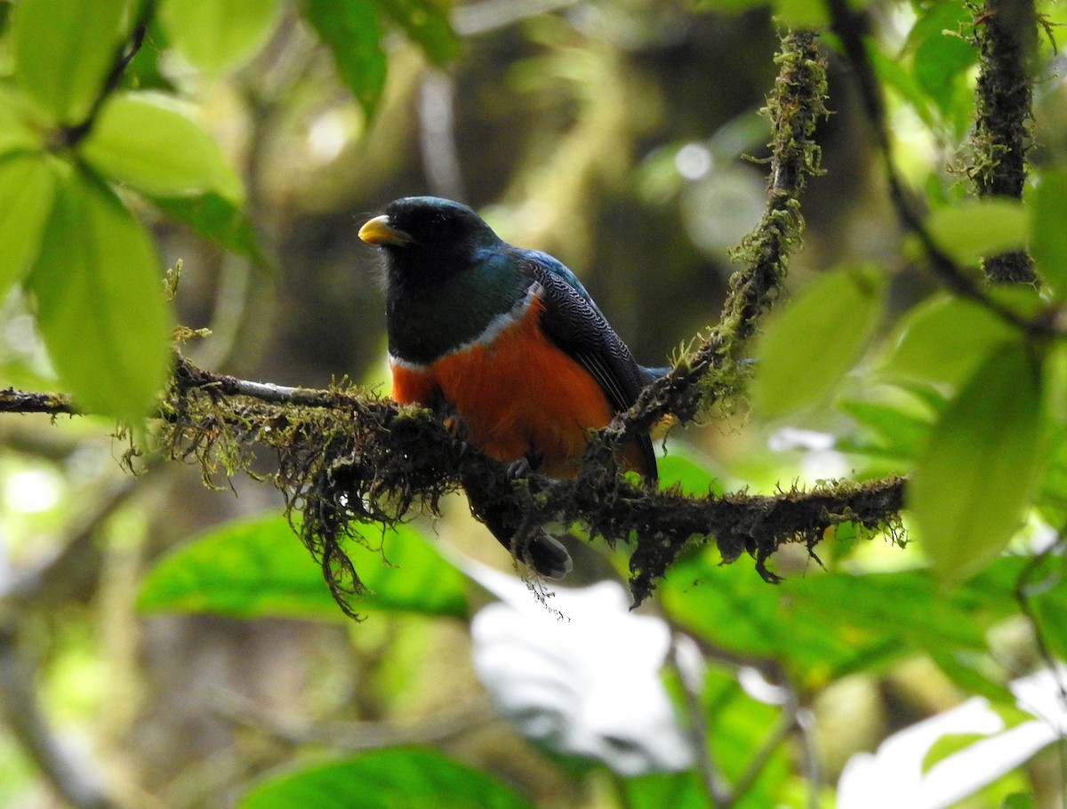 Halkalı Trogon (aurantiiventris/underwoodi) - ML561939431