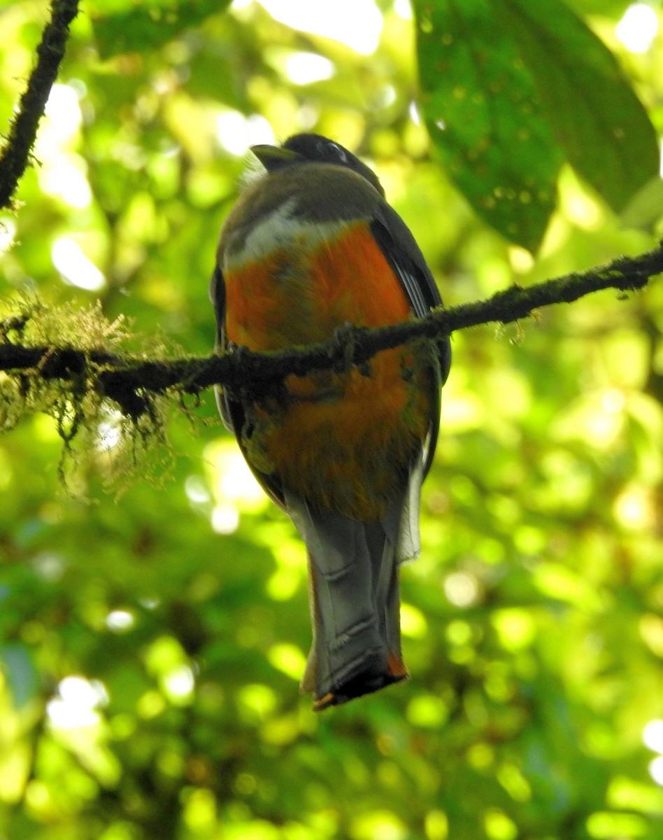 Halkalı Trogon (aurantiiventris/underwoodi) - ML561939851