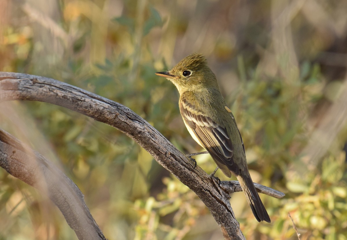 Western Flycatcher - ML56194051