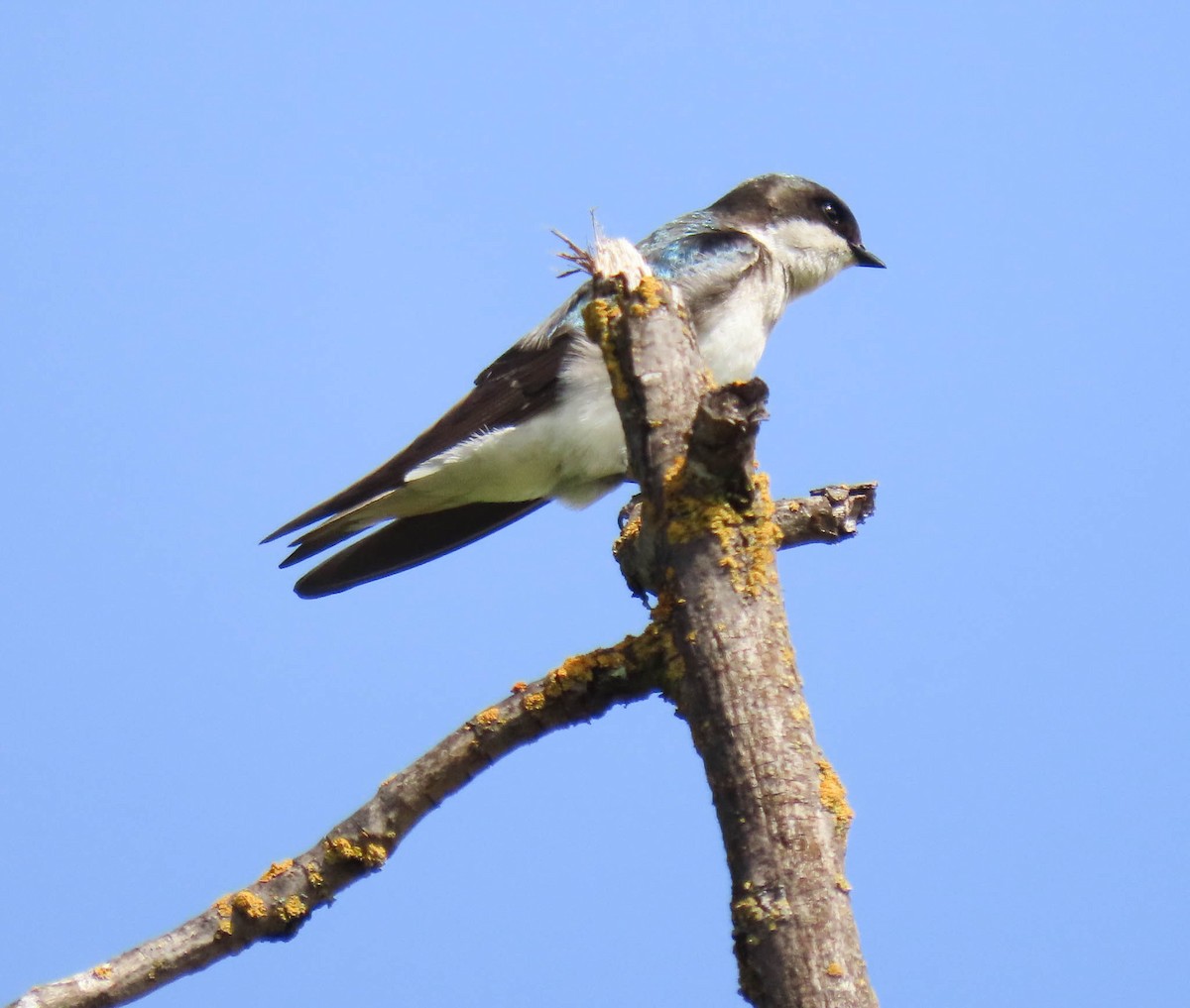 Tree Swallow - Liz Frith