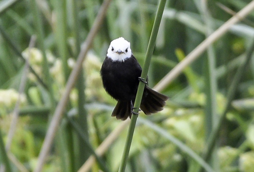 White-headed Marsh Tyrant - ML561940841