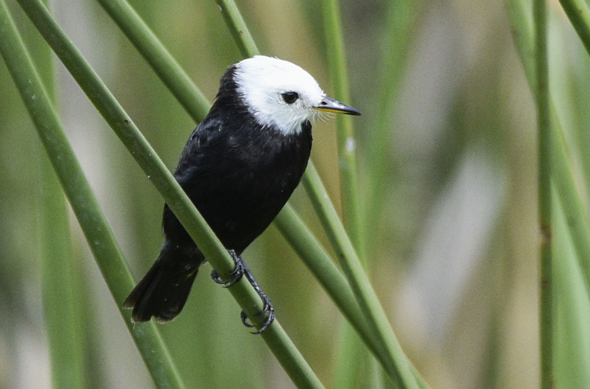 White-headed Marsh Tyrant - ML561940851