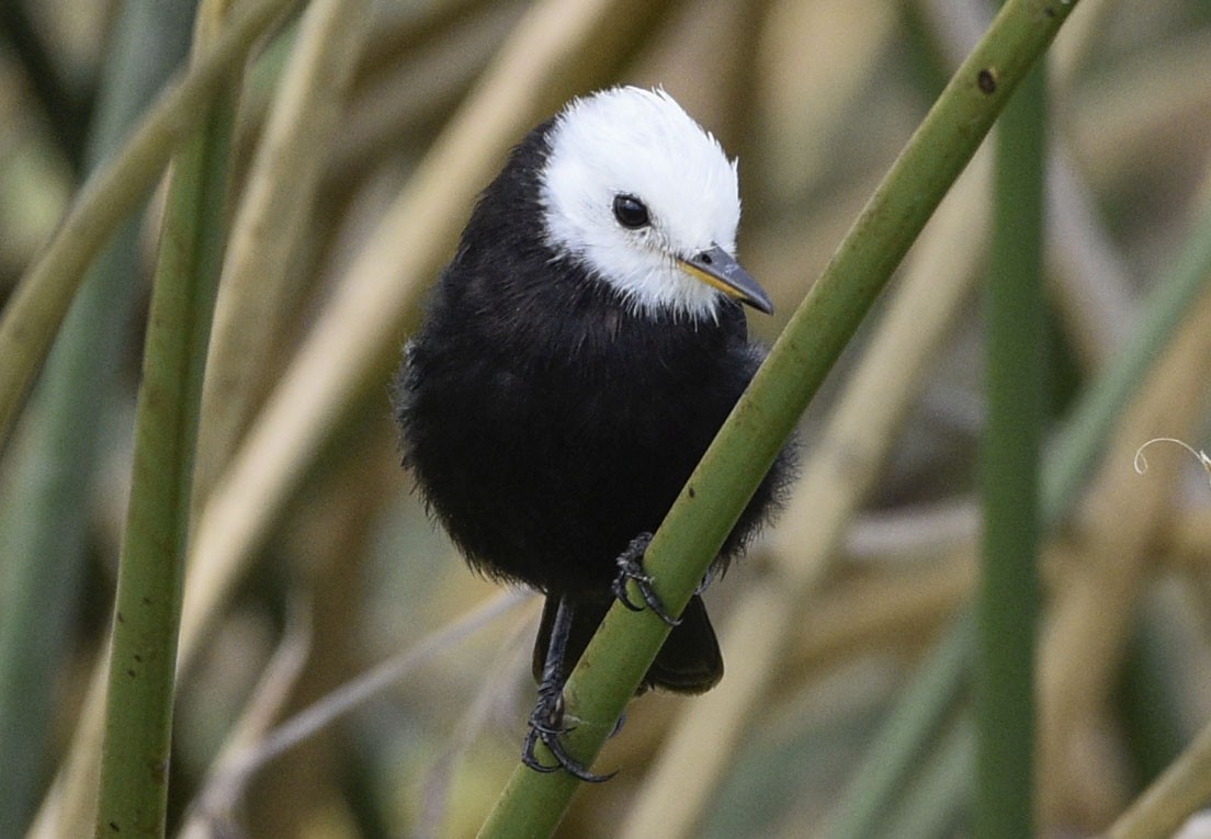 White-headed Marsh Tyrant - ML561940871