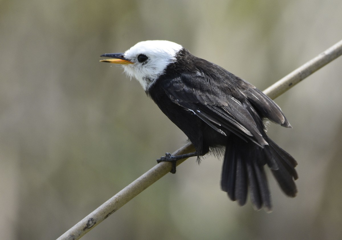 White-headed Marsh Tyrant - ML561940881