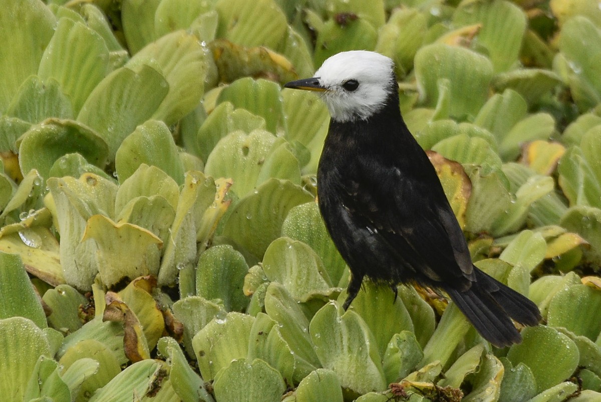 White-headed Marsh Tyrant - ML561940891
