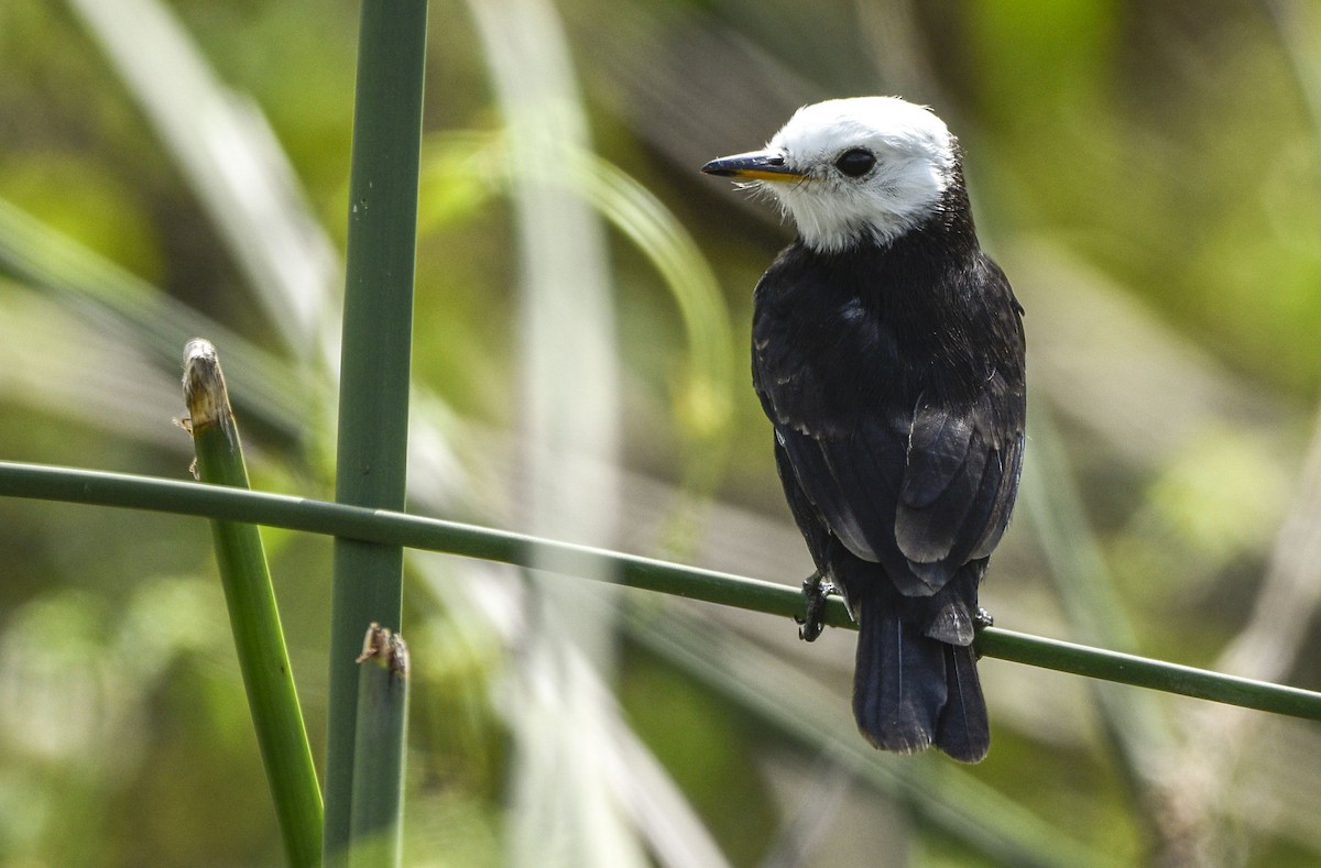 White-headed Marsh Tyrant - ML561940901