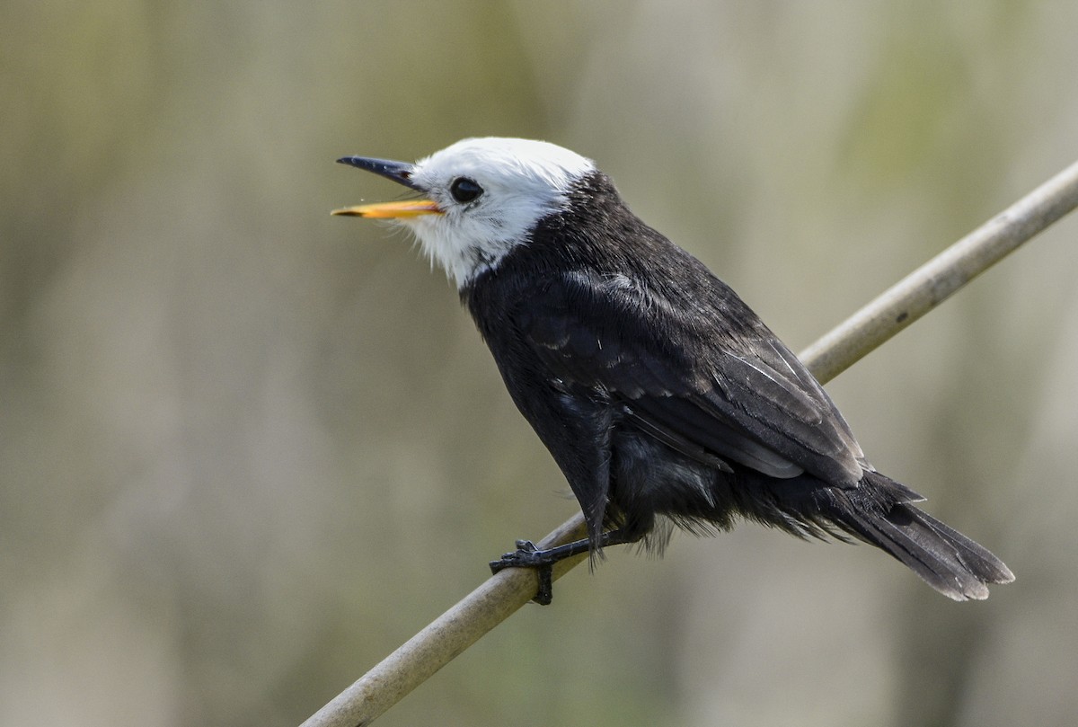White-headed Marsh Tyrant - ML561940911