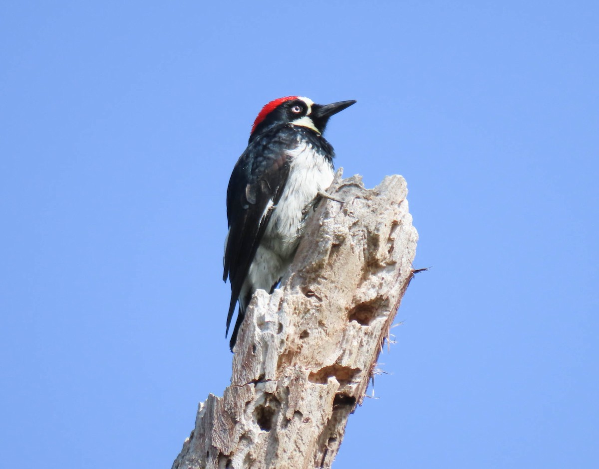 Acorn Woodpecker - ML561941021