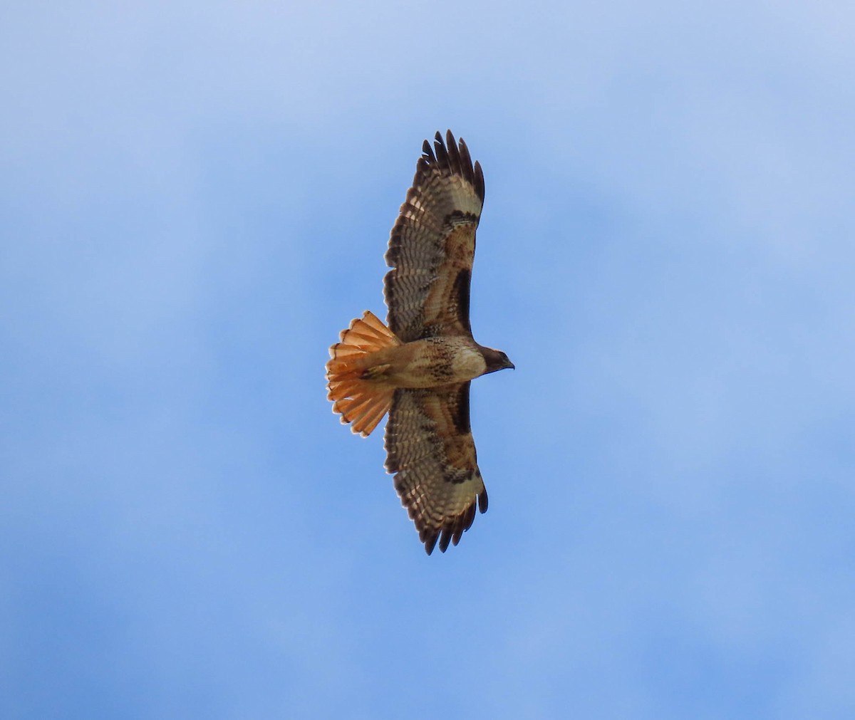 Red-tailed Hawk - Liz Frith
