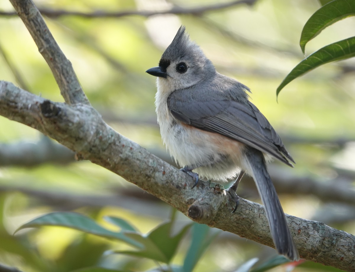 Tufted Titmouse - Billie Knight