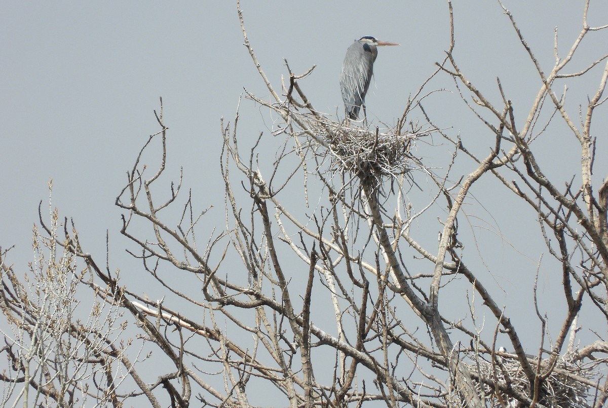 Great Blue Heron - ML561942261