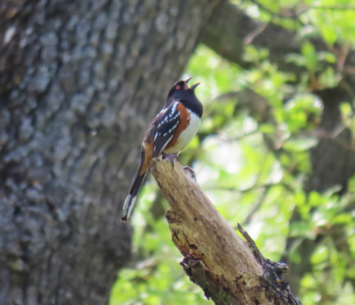 Spotted Towhee - ML561942271