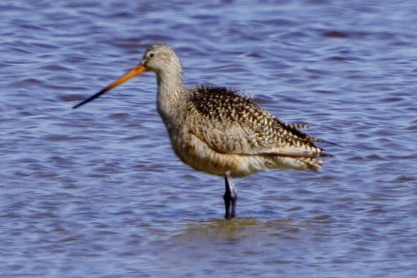 Marbled Godwit - ML561942631