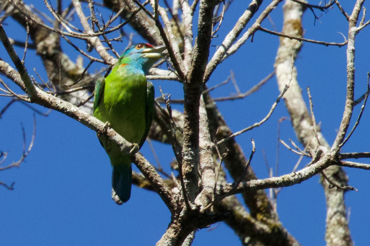 Blauwangen-Bartvogel - ML561942901