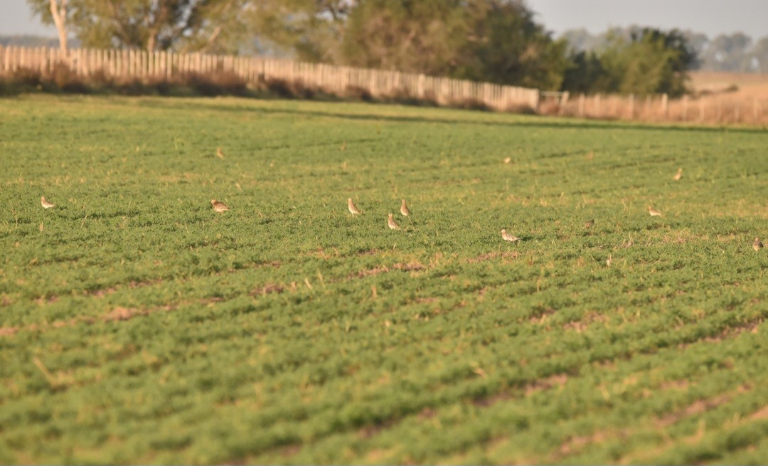 Tawny-throated Dotterel - Lucas Naccaratti