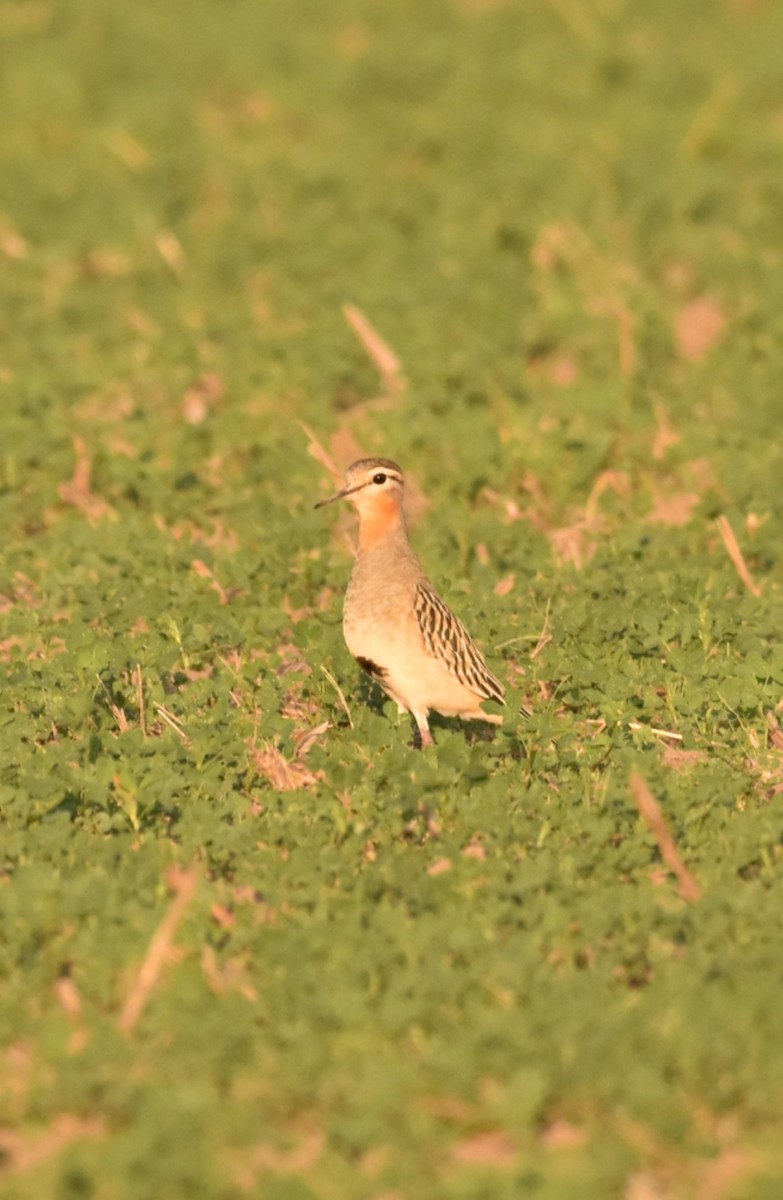 Tawny-throated Dotterel - Lucas Naccaratti